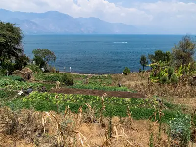 Small field in Guatemala