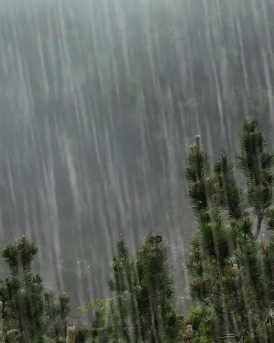 Big rain drops falling on pine trees