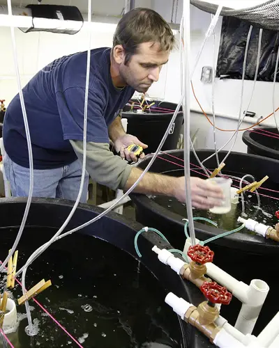 Photo of a research assistant at an aqua farm facility at the University of North Carolina Wilmington checking water flow rates in tanks holding microscopic fish larvae.