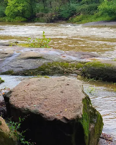 Neuse river in Raleigh, NC. Large rocks with moss along the edge of a moving river.