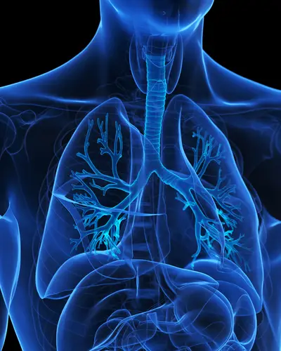 Illustration of human lungs.