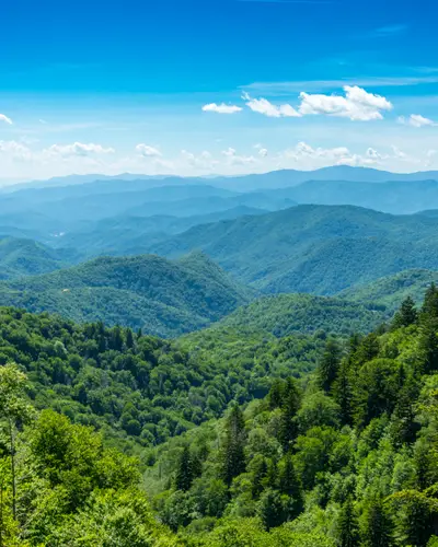 Stock image of forest