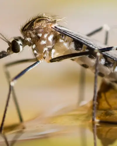 The aedes mosquito