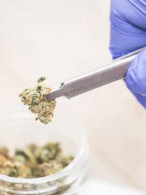 A scientist examines medical marijuana