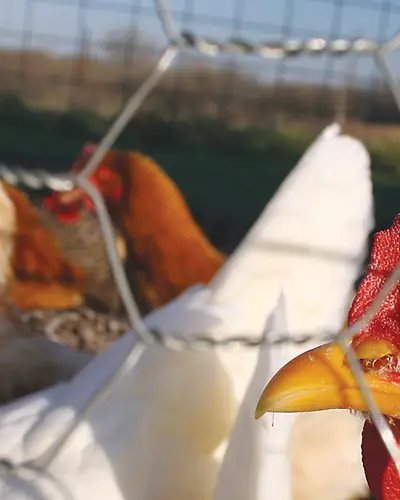 Chickens behind a fence