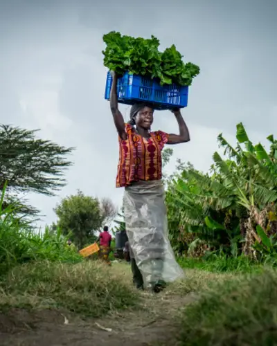A woman carries a basket of greens on her head along a rural path surrounded by crops.