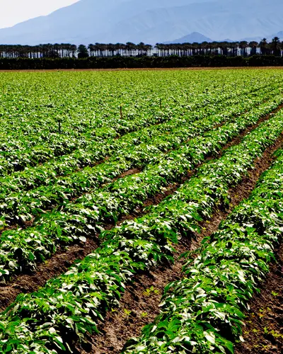 A large field of crops with mountains in the background