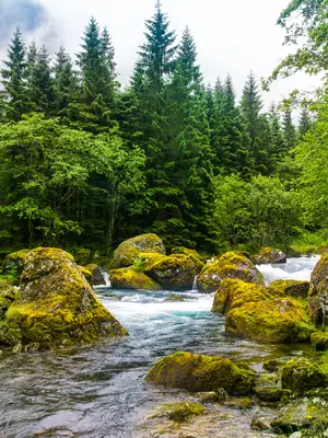 View of forest