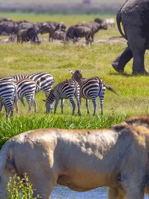 wild life grazing in a field 