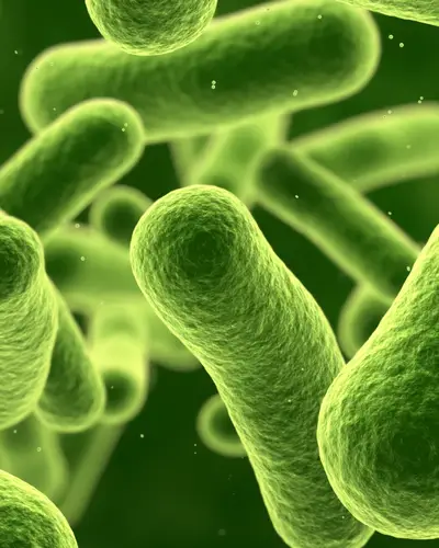 E coli bacteria under a microscope