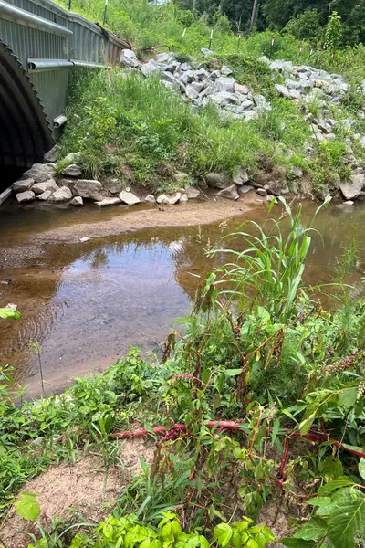 Image of Durham, NC Third Fork Creek taken during sampling, showing the creek flowing beneath a bridge and surrounded by dense streamside vegetation.