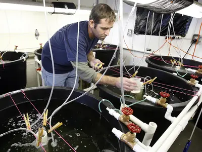 Photo of a research assistant at an aqua farm facility at the University of North Carolina Wilmington checking water flow rates in tanks holding microscopic fish larvae.