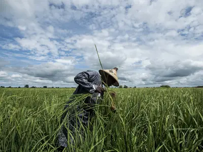 A man in Senegal works in the field on a farm.