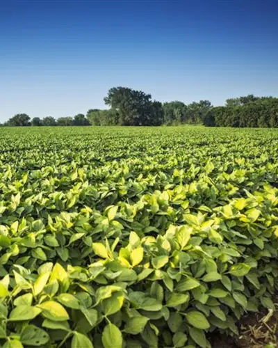 Soybean field