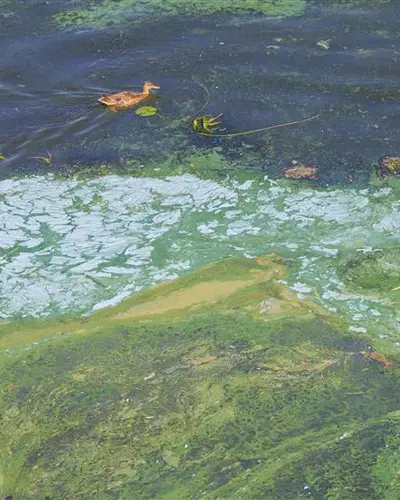Algal blooms polluting water. Duck swimming near pollution