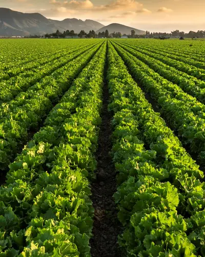 Lettuce plants growing in rows on a farm in California.