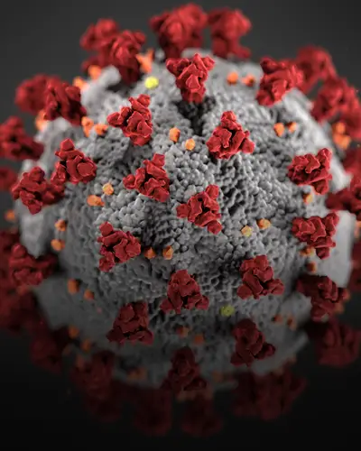 A microscopic view of the novel coronavirus that causes COVID-19.