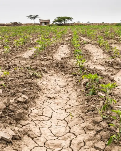 Photo of a dry, cracked field with young plants sprouting