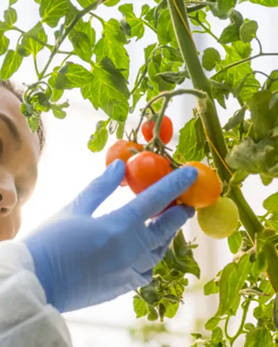 Woman in lab coat and gloves analyzing cherry tomatoes