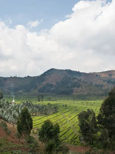 Rwanda tea field