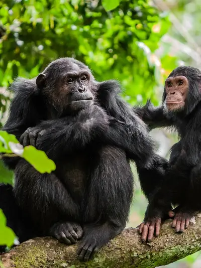 Mother and her juvenile chimpanzee in Tanzania