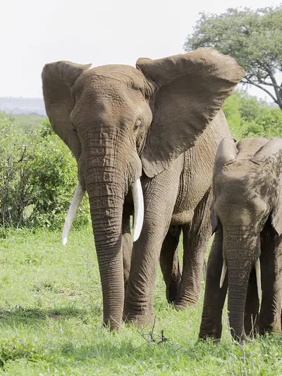 A mother and baby elephant roam the Tanzanian backcountry.