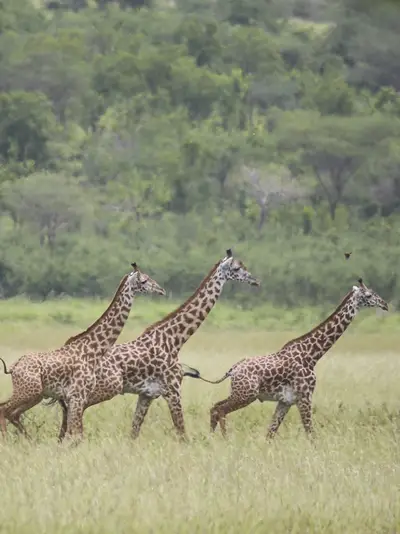 Wild giraffes wander across the grasslands of Tanzania.