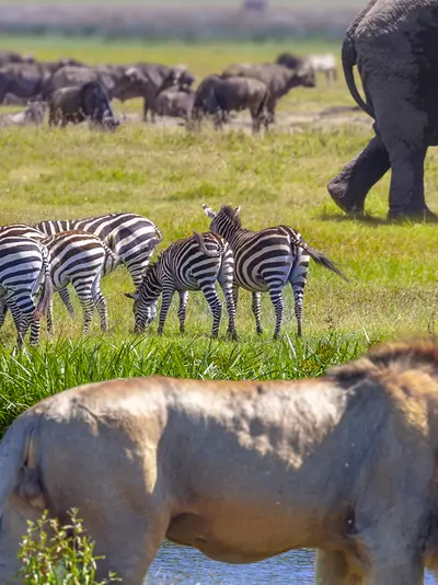 wild life grazing in a field 