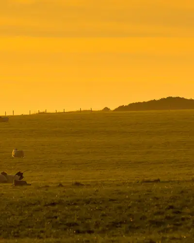 Sheep grazing on a farm