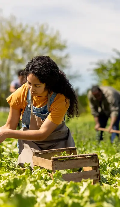 A woman wearing overalls picks lettuce from a field.