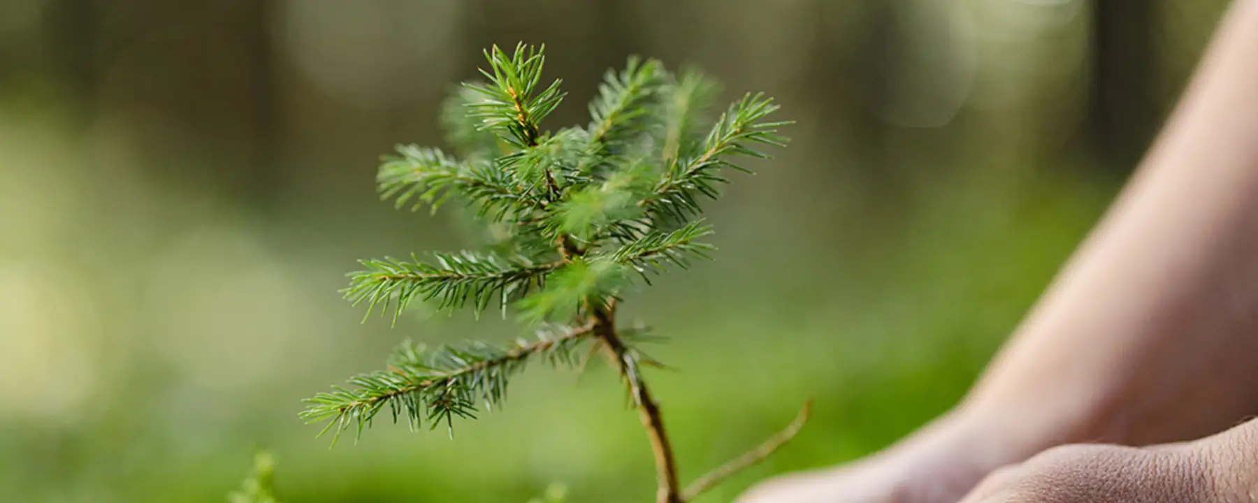 A closeup of someone planting an evergreen tree seedling.