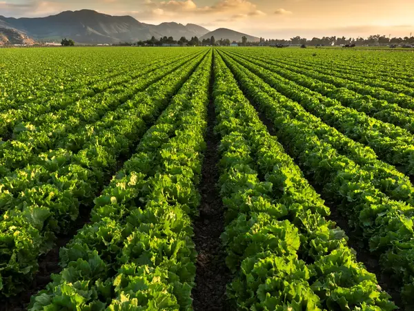 Lettuce plants growing in rows on a farm in California.