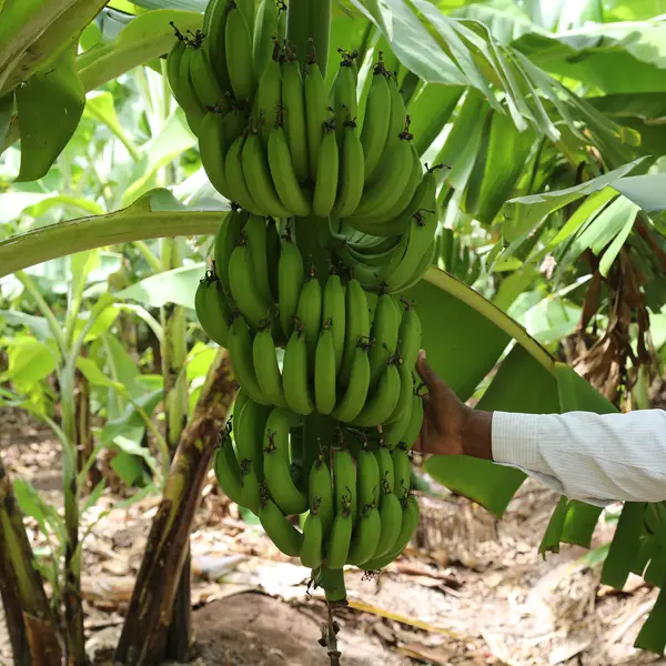 A farmer inspects a large bunch of bananas growing on a farm in Somalia.