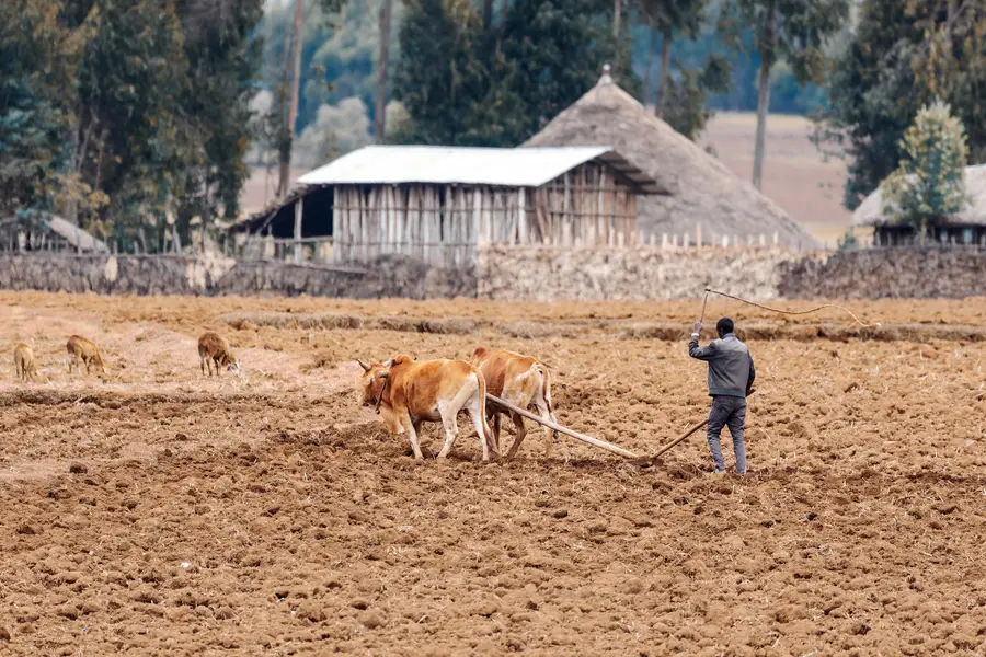 Two oxen pulling plow with man driving them 