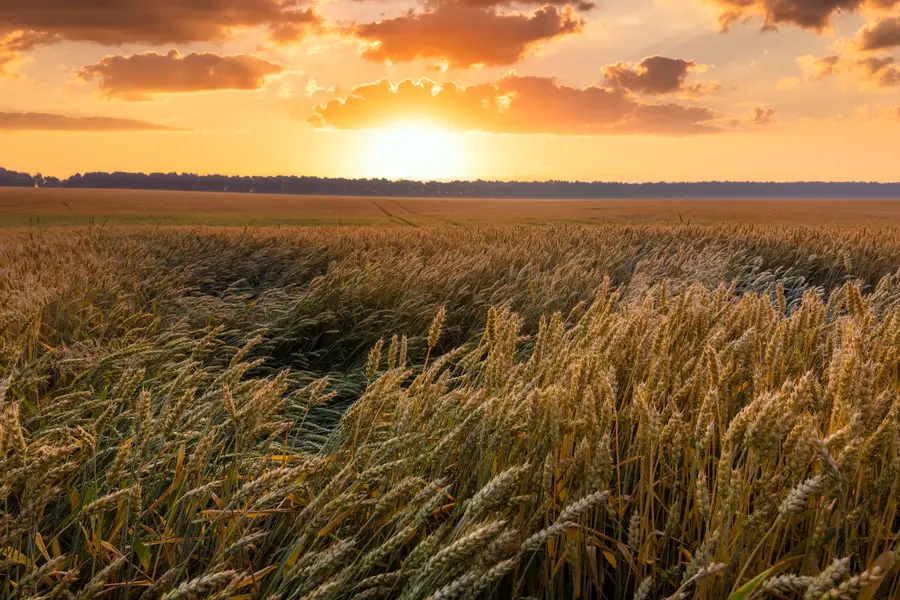 Sunset in a wheat field