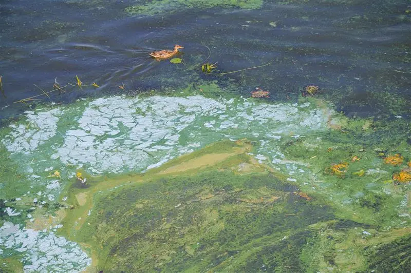 Algal blooms polluting water. Duck swimming near pollution