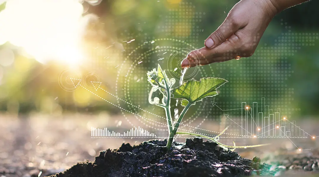 Hand touching plant growing in the ground