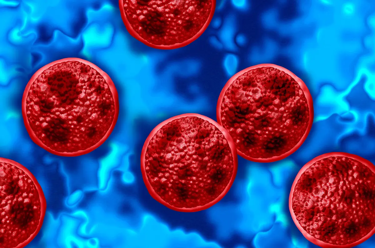 A color-enhanced image of the cyclospora parasite as shown through a microscope