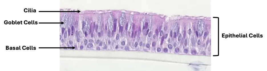 Image of an in vitro model of one part of the lungs constructed at RTI. 