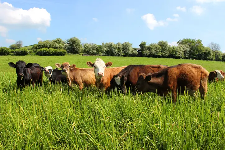 cows grazing