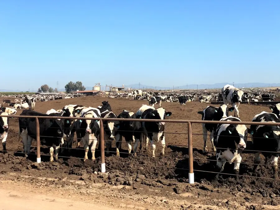 Black and white cows stand near a fence at a cattle farm.