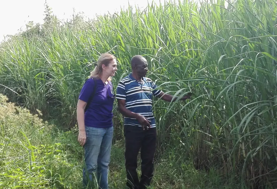 A farmer proudly shows Tracy his first crop of elephant grass for livestock feed in Karamoja, Uganda, in 2017.