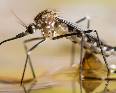 The aedes mosquito