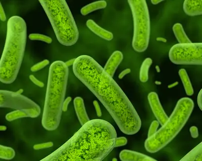 tuberculosis