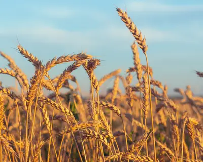 wheat field