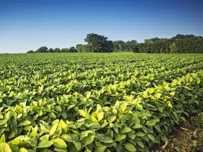 Soybean field
