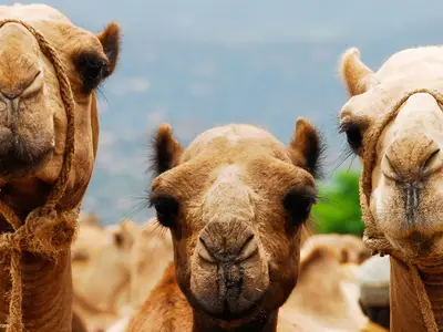 A closeup of three camels looking directly at the camera.