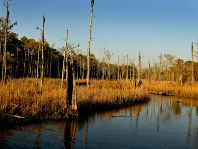 saltwater marsh north carolina