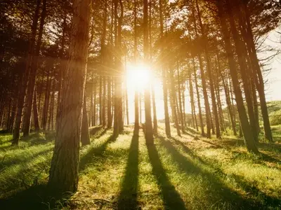 Trees and sun