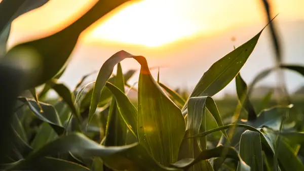 Corn growing in field